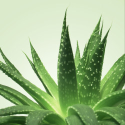 MIXGLISS Gel de massage Nuru MixGliss Aloe Vera 150ml